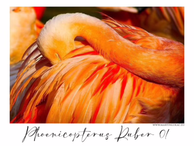 Plameňák v ohni barev... Intenzivně barevný portrét plameňáka karibského s hlavou skrytou v peří, autor Martin Lukač, pražský fotograf, www.martinlukac.eu