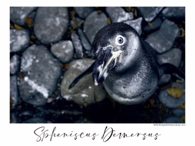 Portrét tučňáka brýlového s pronikavým pohledem... Zvědavý pohled tučňáka brýlového na kamenném podkladu, autor Martin Lukač, pražský fotograf, www.martinlukac.eu