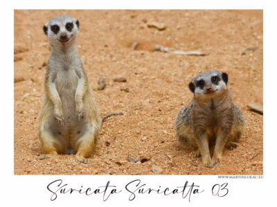 Dvojice surikat v kontrastu postojů a výrazů... Dvě surikaty na písčitém podkladu, jedna ve stoje a druhá v sedu, autor Martin Lukač, pražský fotograf, www.martinlukac.eu
