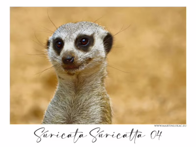 Zvídavý pohled surikaty na zlatavém pozadí... Surikata s pozorným výrazem proti jemně rozostřenému písčitému pozadí, autor Martin Lukač, pražský fotograf, www.martinlukac.eu