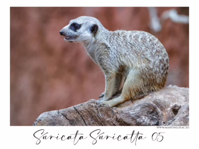 Profil surikaty na kmeni v tichém pozorování... Surikata sedící na dřevěném kmeni s pohledem do dálky, autor Martin Lukač, pražský fotograf, www.martinlukac.eu