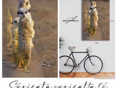 Surikata na stráži s pohledem přes rameno... Výrazná kompozice surikat jako dekorativní motiv přírodní soudržnosti, k prodeji v našem eshopu, autor Martin Lukač, pražský fotograf, www.martinlukac.eu