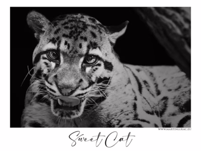 Portrét divoké kočky s něžným i divokým pohledem... Portrét divoké kočkovité šelmy s výraznýma očima a otevřenou tlamou, autor Martin Lukač, pražský fotograf, www.martinlukac.eu