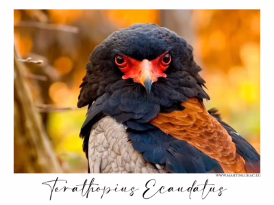 Orlík kejklíř s pohledem, který nelze přehlédnout... Orlík kejklíř s rudýma očima a tmavým peřím na teplém podkladu, autor Martin Lukač, pražský fotograf, www.martinlukac.eu