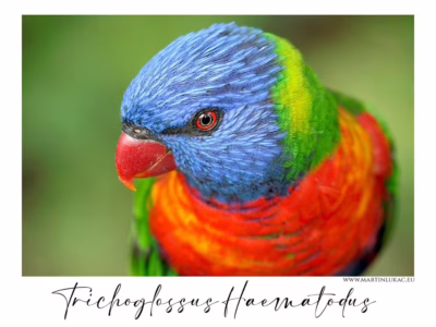 Lori mnohobarvý v explozivních barvách přírody... Detailní portrét papouška lori mnohobarvého s jasně červeným zobákem, autor Martin Lukač, pražský fotograf, www.martinlukac.eu