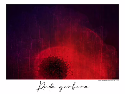 Síla květu v rudém tichu... Makro záběr květu gerbery ve výrazné červené barvě s temným podtónem, autor Martin Lukač, pražský fotograf, www.martinlukac.eu