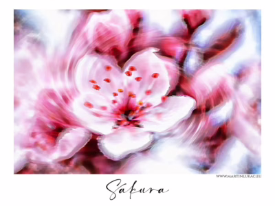 Kouzlo jara v jediném květu... Křehká krása květu sakury v poetickém výtvarném ztvárnění, autor Martin Lukač, pražský fotograf, www.martinlukac.eu