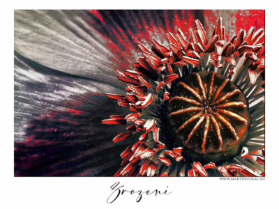 Květ, který v jediném okamžiku ztělesňuje život... Makro detail středu květu s výraznou strukturou a barvou, autor Martin Lukač, pražský fotograf, www.martinlukac.eu